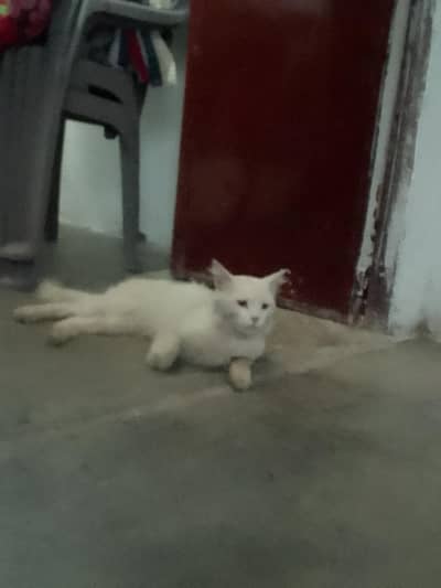 Persian cat yellow eyes