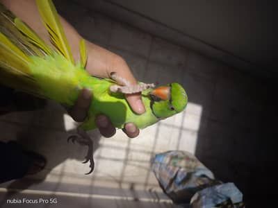 Full malai tame talking parrot.