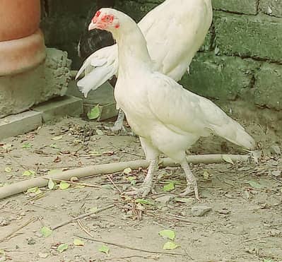 paper white aseel