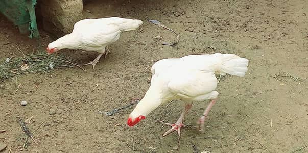 paper white aseel