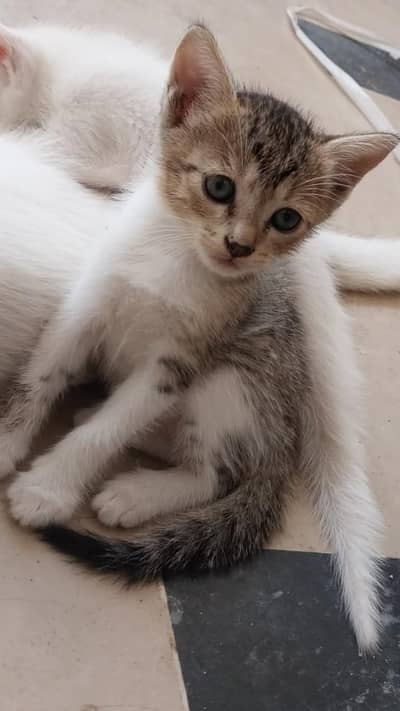  Cute Grey & White Kitten for Sale