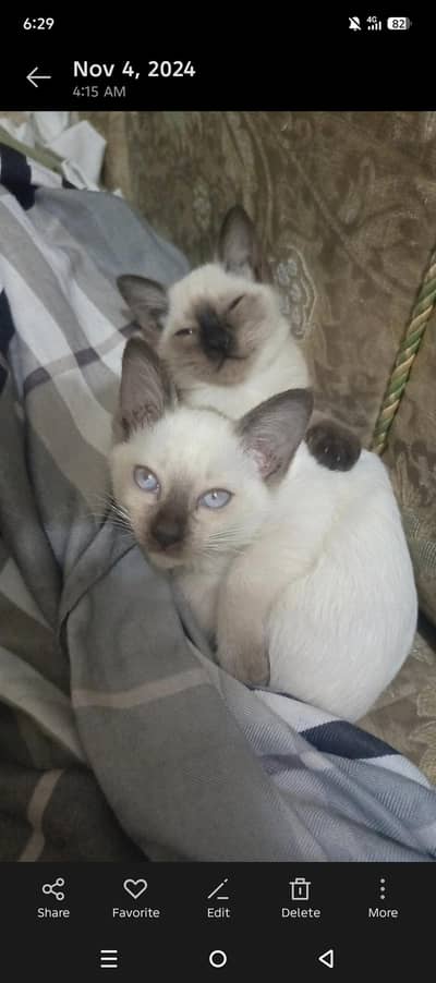 pure Siamese kittens