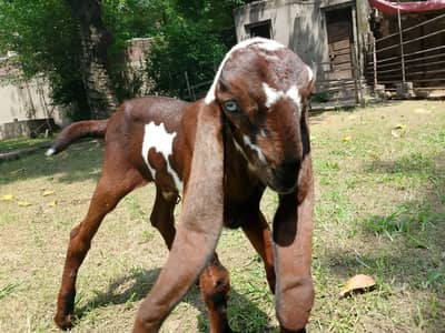 Beetal Goat kid for sale