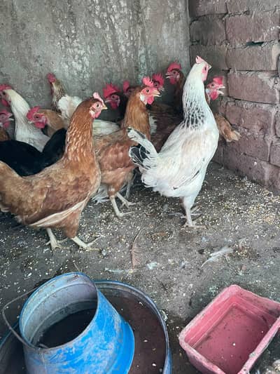 ando wali fresh 8 months ki eggs lying hen available