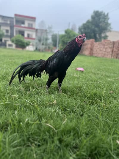 Dragon male