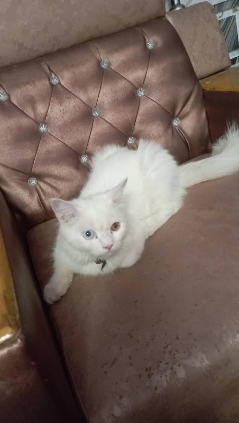 Persian 0