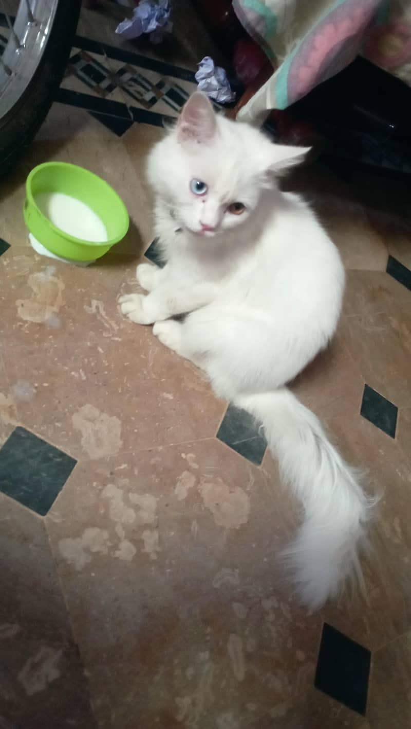 Persian 1