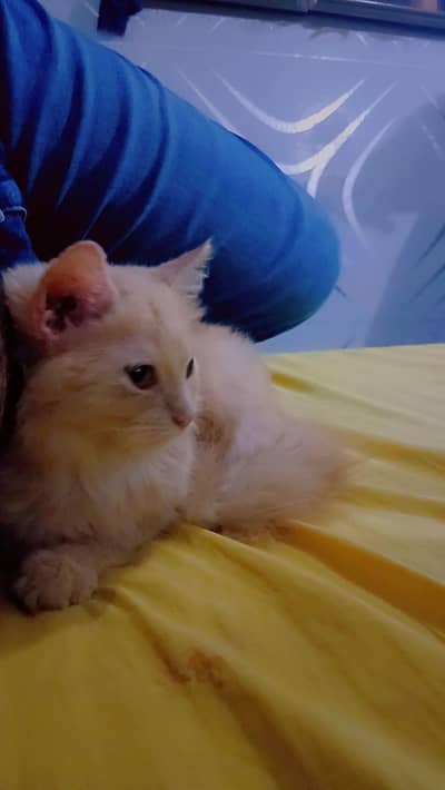 my lovely Cat