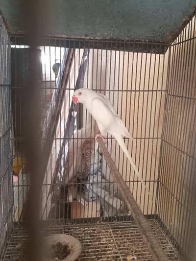 Healthy and active white Ringneck