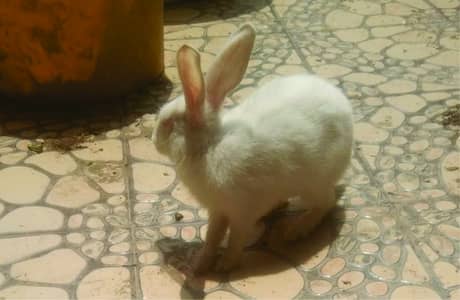 beautyfull Rabits family with her 3 babes & 2 paiers for sale