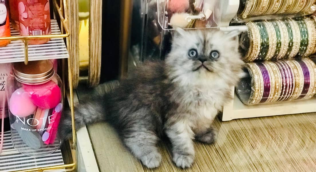 Persian kittens 0