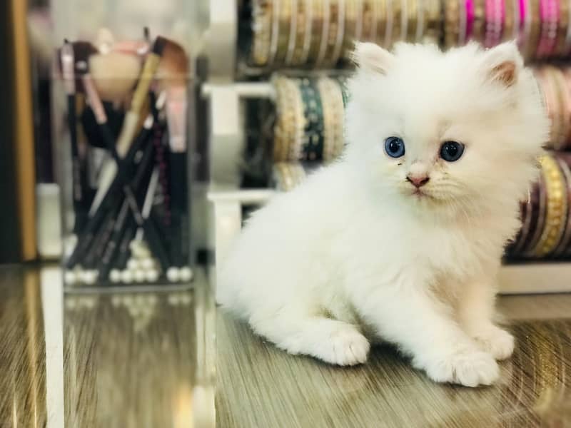 Persian kittens 1