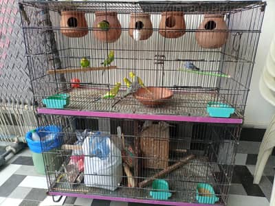 parrots urgent Sale