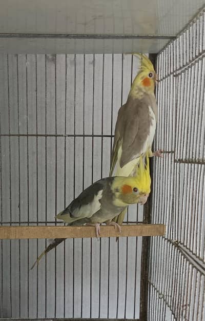 cockatiel breaded pair