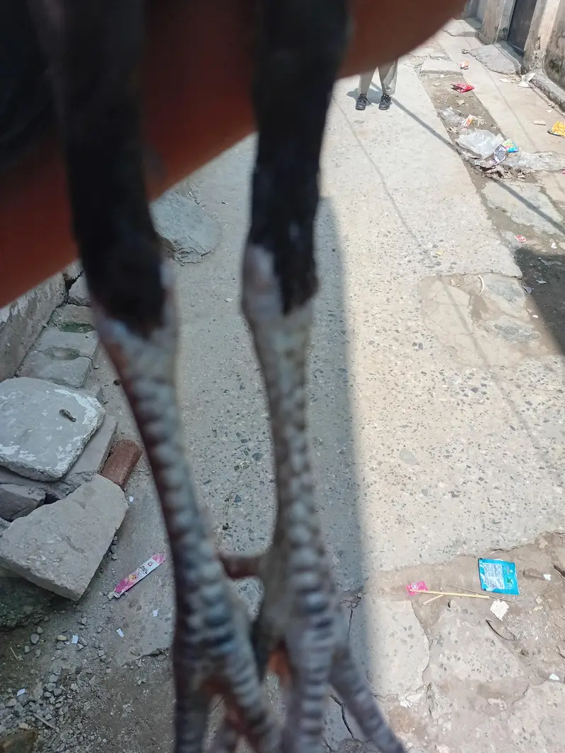 miawali aseal chicks — photo 2