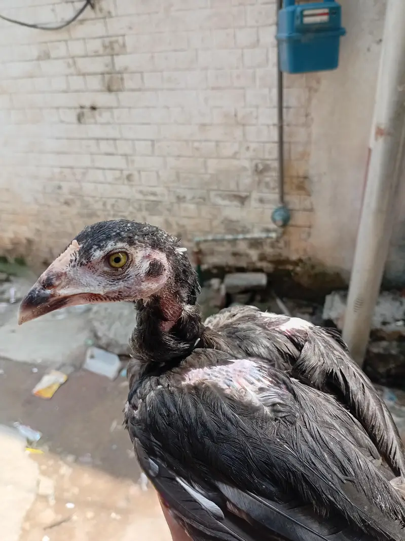 miawali aseal chicks — photo 3