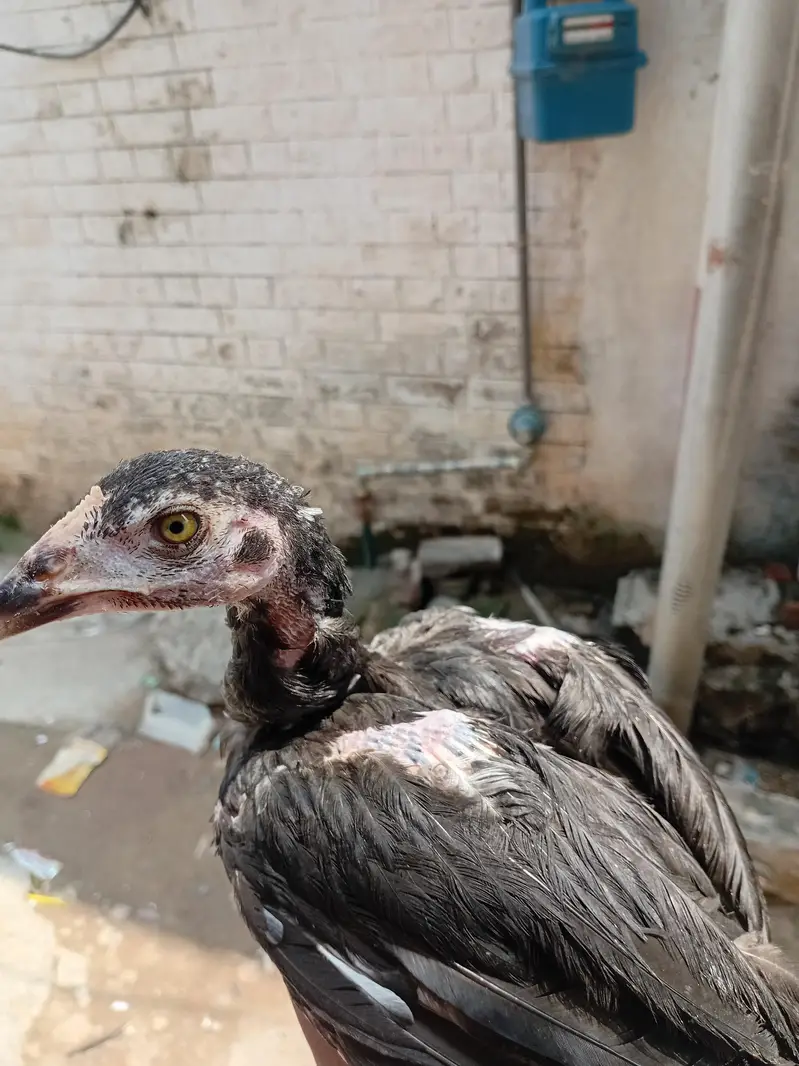 miawali aseal chicks — photo 4