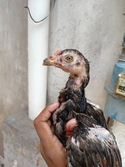 miawali aseal chicks