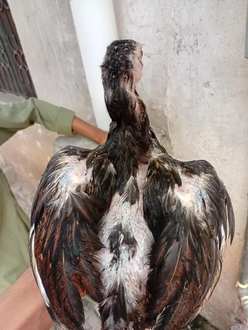 miawali aseal chicks — photo 6
