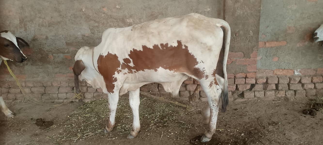cholistani 2