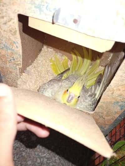 Fertile Breeder Pair Common White Red Eye with eggs for sale