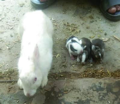 beautyfull Rabits family with her 3 babes & 2 paiers for sale