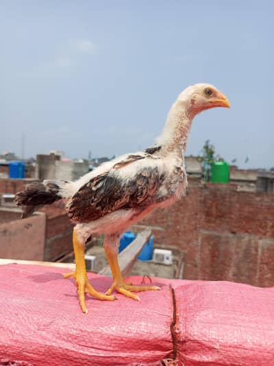 king O shamo chiks age 1month+