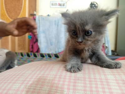 Beautiful Grey Doll Face Persian Kitten (Active & Fluffy)