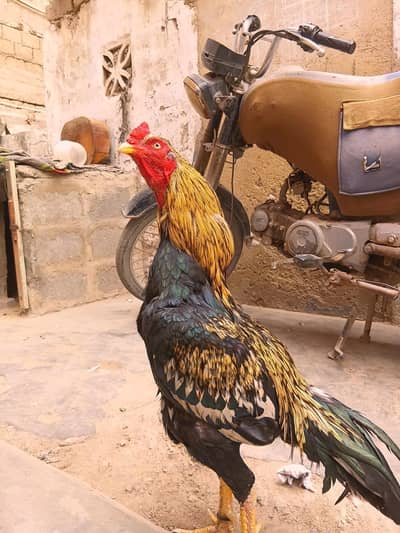 aseel murga for sale