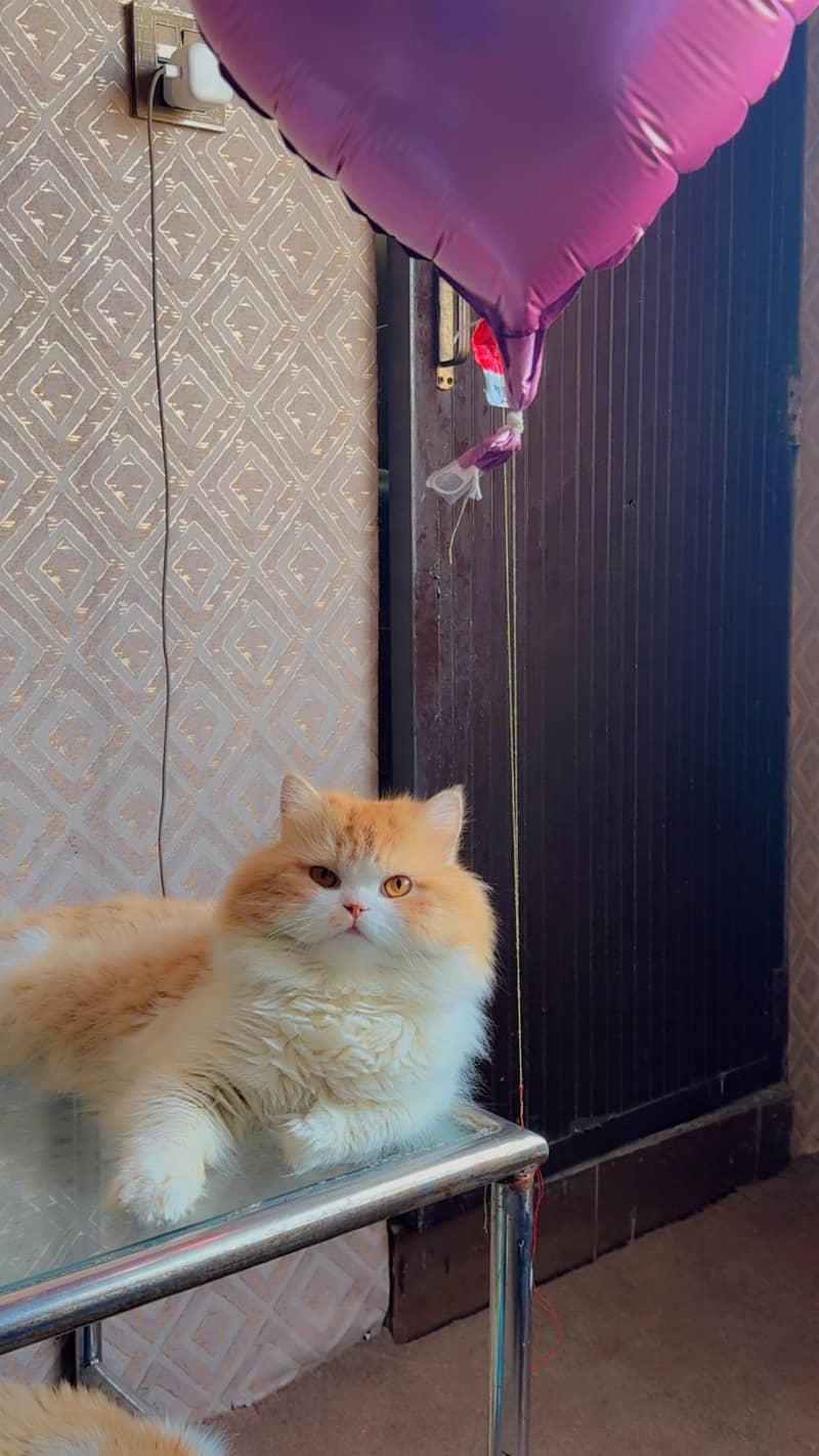 Persian Cat 0