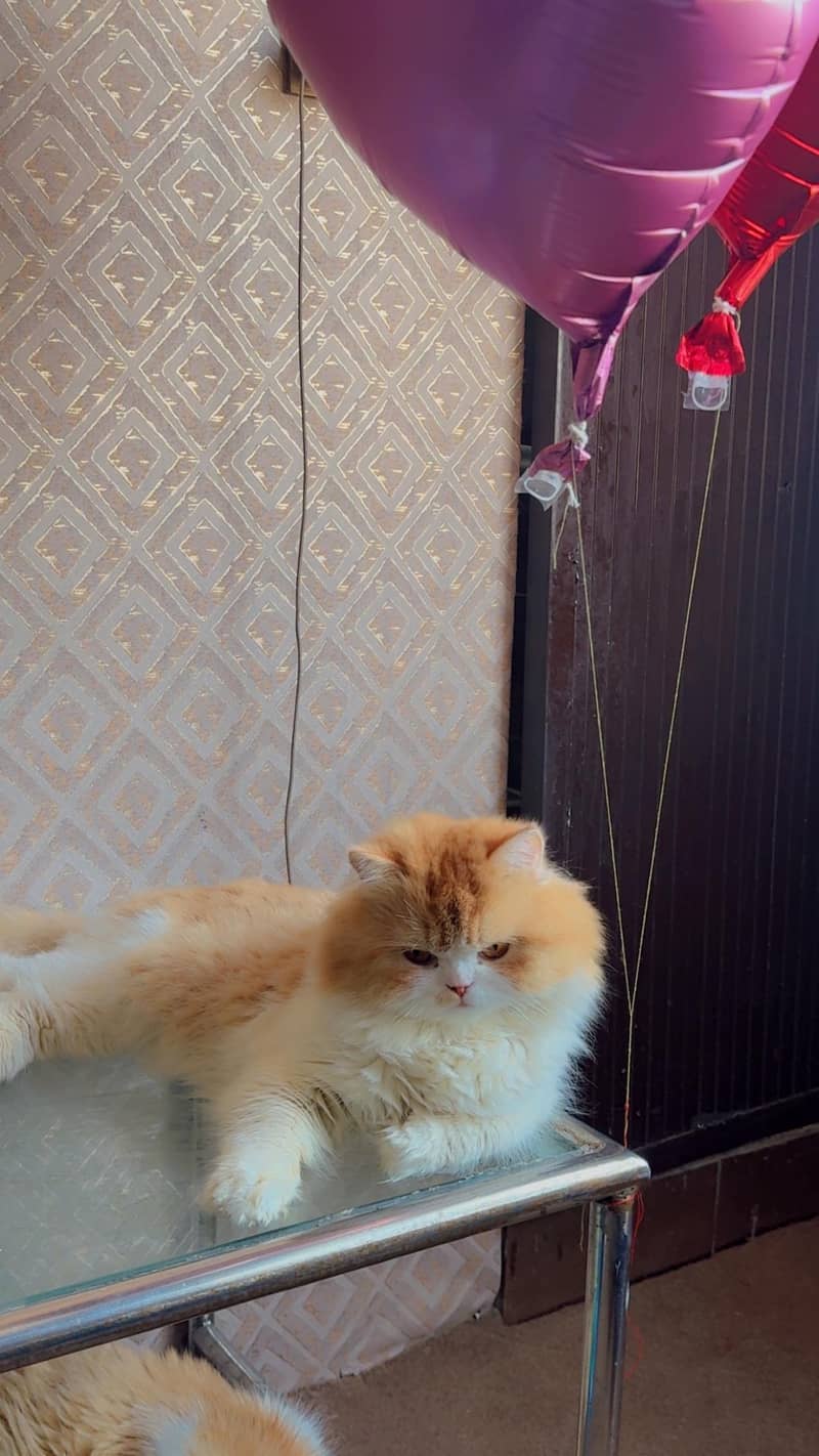 Persian Cat 1
