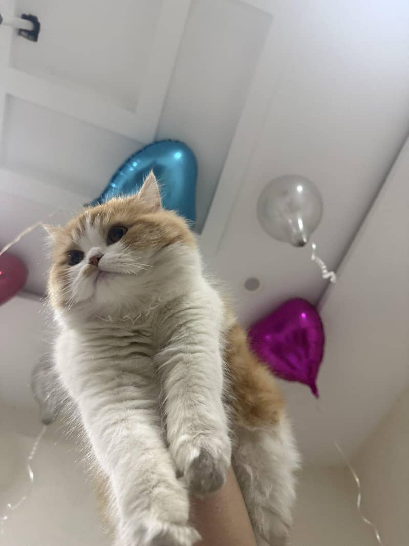 Persian Cat 2