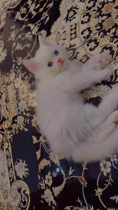 Premium Blue Eyes Himalyan Kittens | Triple Coat | Healthy & Playful