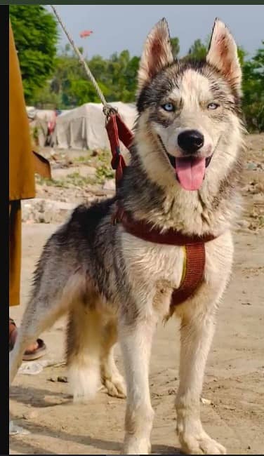 top quality Siberian Husky |  wolly coat | security dog for sale |