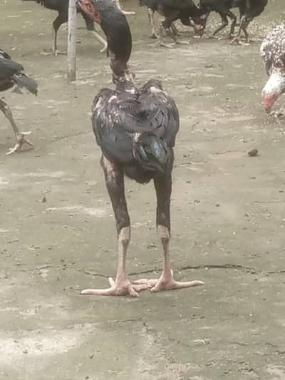 aseel ha siba acha nisel k ha