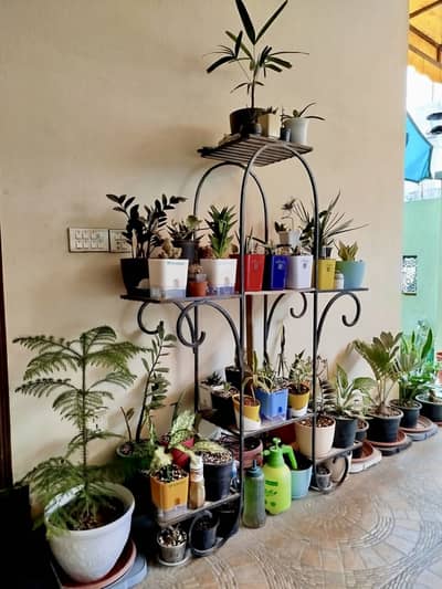 Plant Stand (customized) and 40 Unique Pots & Plants
