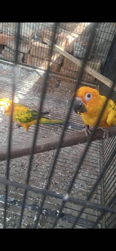 sun Conure pair