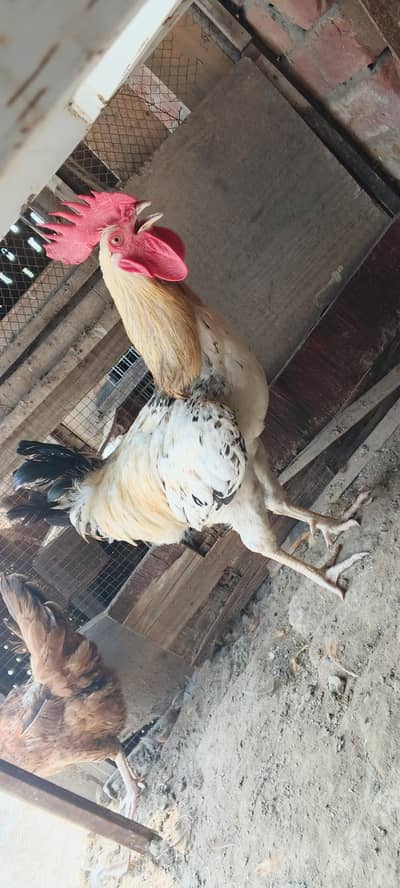 for sale