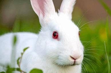 red eys. rebbit 1