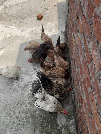 Desi murghiya and murgha ande wali murgiya 9 murghiya 3 murghe
