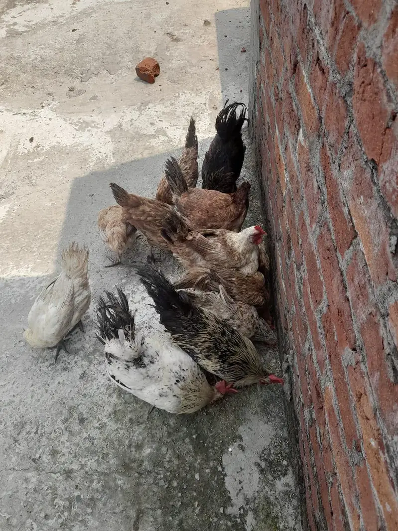 Desi murghiya and murgha ande wali murgiya 9 murghiya 3 murghe — photo 2
