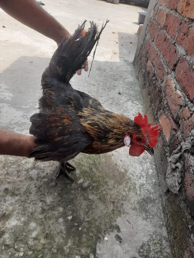 Desi murghiya and murgha ande wali murgiya 9 murghiya 3 murghe — photo 3