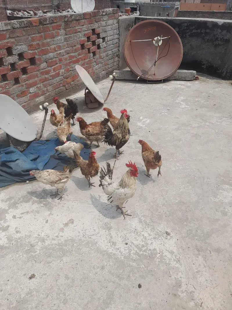 Desi murghiya and murgha ande wali murgiya 9 murghiya 3 murghe — photo 5