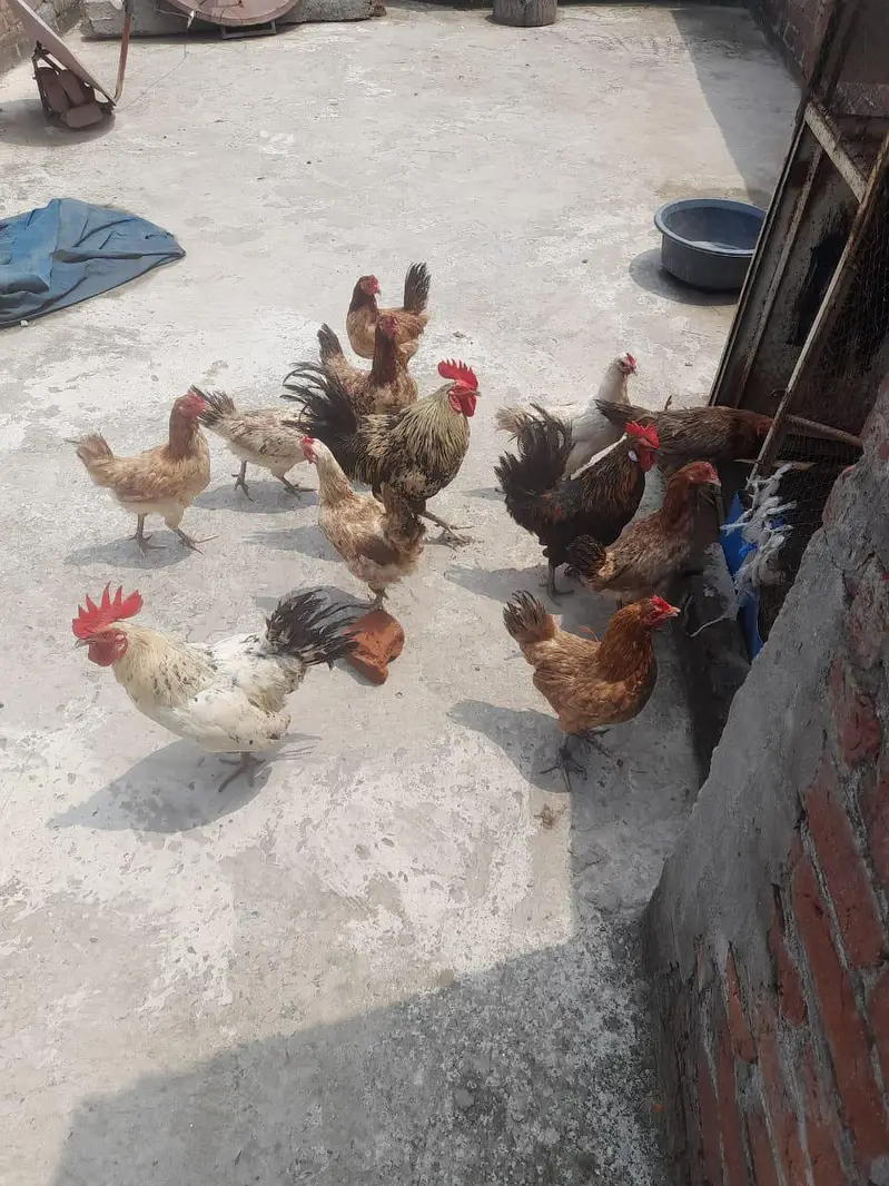 Desi murghiya and murgha ande wali murgiya 9 murghiya 3 murghe — photo 8