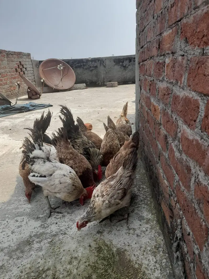 Desi murghiya and murgha ande wali murgiya 9 murghiya 3 murghe — photo 10