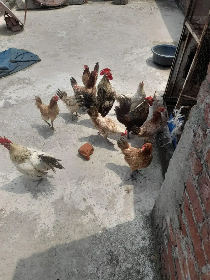 Desi murghiya and murgha ande wali murgiya 9 murghiya 3 murghe — photo 12