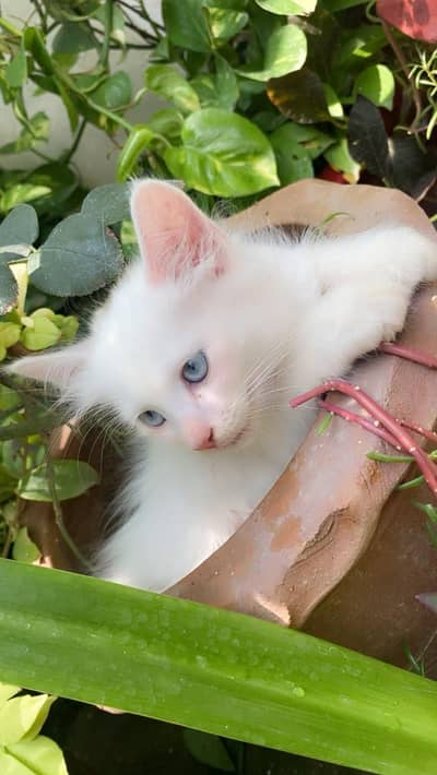 4 Persian Cats for Sell