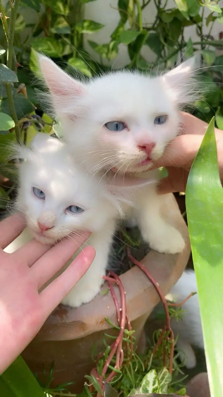 4 Persian Cats for Sell — photo 2