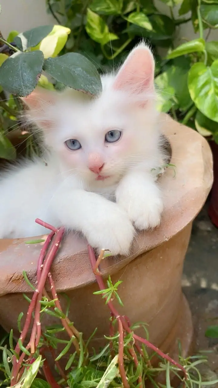 4 Persian Cats for Sell — photo 3