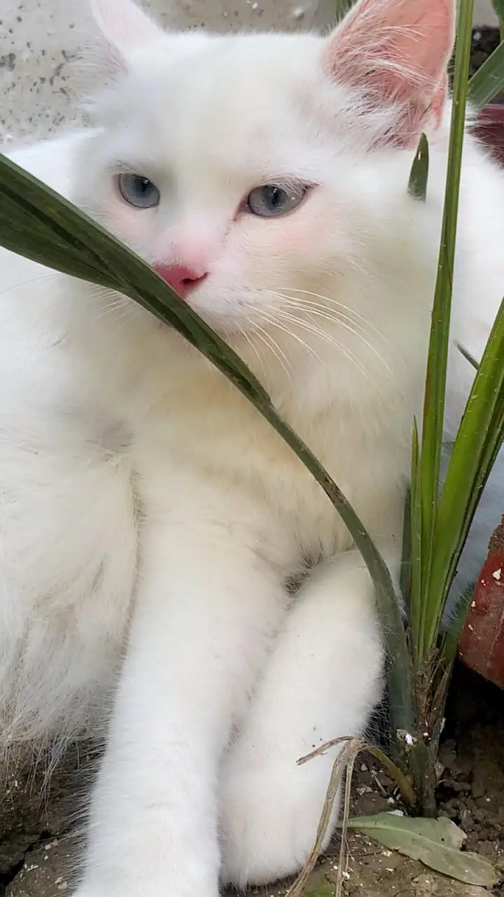 4 Persian Cats for Sell — photo 4